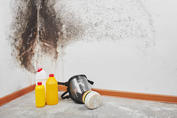 Best Fast Mold Removal  in Clearfield, UT