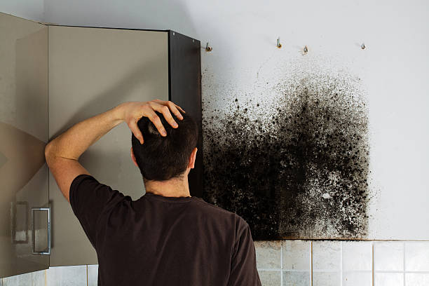 Best Residential Mold Removal  in Clearfield, UT